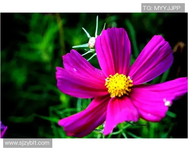 王强畅谈和平精英职业生涯背后的故事与心路历程